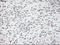 POU Class 5 Homeobox 1 antibody, NBP1-47923, Novus Biologicals, Immunohistochemistry paraffin image 