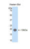 Desert Hedgehog Signaling Molecule antibody, LS-C299874, Lifespan Biosciences, Western Blot image 