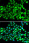 Tripartite Motif Containing 69 antibody, 19-938, ProSci, Immunofluorescence image 