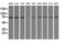 Tubulin Tyrosine Ligase Like 12 antibody, LS-C114874, Lifespan Biosciences, Western Blot image 