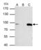 Minichromosome Maintenance Complex Component 7 antibody, PA5-22104, Invitrogen Antibodies, Immunoprecipitation image 