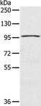 Cip1-interacting zinc finger protein antibody, PA5-50739, Invitrogen Antibodies, Western Blot image 