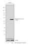 Hepatocyte Nuclear Factor 4 Alpha antibody, PA5-36857, Invitrogen Antibodies, Western Blot image 