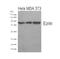 Ezrin antibody, 79-579, ProSci, Western Blot image 