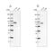 EZH Inhibitory Protein antibody, NBP2-47498, Novus Biologicals, Western Blot image 