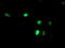 Snail2 antibody, LS-C788698, Lifespan Biosciences, Immunofluorescence image 