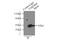 TAR DNA Binding Protein antibody, 18280-1-AP, Proteintech Group, Immunoprecipitation image 