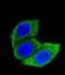 Heat shock 70 kDa protein 1A/1B antibody, abx025238, Abbexa, Immunofluorescence image 