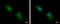 Amyloid Beta Precursor Protein Binding Family B Member 2 antibody, GTX110271, GeneTex, Immunocytochemistry image 