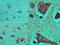 T antibody, PA5-23405, Invitrogen Antibodies, Immunohistochemistry frozen image 