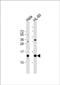 PHD finger-like domain-containing protein 5A antibody, PA5-48585, Invitrogen Antibodies, Western Blot image 