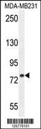 Sorbin And SH3 Domain Containing 1 antibody, MBS9206289, MyBioSource, Western Blot image 