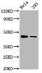 CAMP Responsive Element Binding Protein 1 antibody, CSB-RA005947A133phHU, Cusabio, Western Blot image 