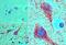 Meis Homeobox 1 antibody, NBP2-24597, Novus Biologicals, Immunohistochemistry frozen image 