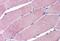 Tripartite Motif Containing 7 antibody, MBS246900, MyBioSource, Immunohistochemistry paraffin image 