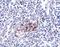 Interleukin 33 antibody, M00113-1, Boster Biological Technology, Immunohistochemistry frozen image 