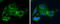 Glycine Decarboxylase antibody, GTX110267, GeneTex, Immunocytochemistry image 