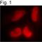 RB Binding Protein 7, Chromatin Remodeling Factor antibody, NB120-3535, Novus Biologicals, Immunofluorescence image 