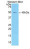 Alpha-1-Microglobulin/Bikunin Precursor antibody, abx130154, Abbexa, Western Blot image 