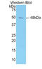 ITIL antibody, abx130154, Abbexa, Western Blot image 