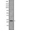 COP9 Signalosome Subunit 8 antibody, abx149488, Abbexa, Western Blot image 