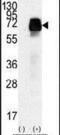 Anti-Mullerian Hormone Receptor Type 2 antibody, PA5-13901, Invitrogen Antibodies, Western Blot image 