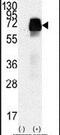 Anti-Mullerian Hormone Receptor Type 2 antibody, PA5-13901, Invitrogen Antibodies, Western Blot image 