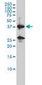 Renin antibody, MCA3411Z, Bio-Rad (formerly AbD Serotec) , Western Blot image 