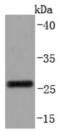 CD99 Molecule (Xg Blood Group) antibody, NBP2-67019, Novus Biologicals, Western Blot image 