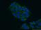 Threonyl-TRNA Synthetase 2, Mitochondrial antibody, 15067-1-AP, Proteintech Group, Immunofluorescence image 