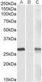 DPY30 Domain Containing 1 antibody, GTX88205, GeneTex, Western Blot image 