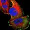 Fc Fragment Of IgM Receptor antibody, NBP1-86924, Novus Biologicals, Immunofluorescence image 