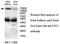 CD13 antibody, MBS416419, MyBioSource, Western Blot image 