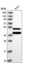Forkhead Box O4 antibody, HPA039560, Atlas Antibodies, Western Blot image 
