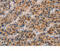 CD80 Molecule antibody, MBS2520147, MyBioSource, Immunohistochemistry frozen image 