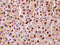 TNF Receptor Associated Factor 2 antibody, 3661, ProSci, Immunohistochemistry frozen image 