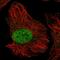 Zinc Finger Protein 692 antibody, HPA059337, Atlas Antibodies, Immunofluorescence image 