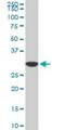 Peptidylprolyl Isomerase E antibody, H00010450-M02, Novus Biologicals, Western Blot image 