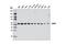 Glucose-6-Phosphate Dehydrogenase antibody, 12263S, Cell Signaling Technology, Western Blot image 