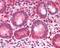 Sortilin Related Receptor 1 antibody, orb18882, Biorbyt, Immunohistochemistry paraffin image 