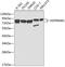 Heat Shock Protein 90 Alpha Family Class B Member 1 antibody, 13-842, ProSci, Western Blot image 