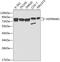 Heat Shock Protein 90 Alpha Family Class B Member 1 antibody, 13-842, ProSci, Western Blot image 