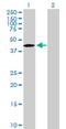 TBC1 Domain Family Member 20 antibody, H00128637-B01P, Novus Biologicals, Western Blot image 