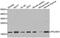 RNA Polymerase II Subunit H antibody, PA5-77072, Invitrogen Antibodies, Western Blot image 