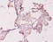 Transforming protein RhoA antibody, A53873-100, Epigentek, Immunohistochemistry paraffin image 