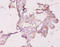 Ras Homolog Family Member A antibody, A53873-100, Epigentek, Immunohistochemistry paraffin image 