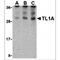 TNF Superfamily Member 15 antibody, MBS150074, MyBioSource, Western Blot image 