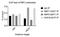 Recombination Signal Binding Protein For Immunoglobulin Kappa J Region antibody, NBP1-33427, Novus Biologicals, Immunoprecipitation image 
