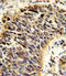 Vitronectin antibody, 62-932, ProSci, Immunofluorescence image 