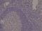 Spastin antibody, NBP2-77421, Novus Biologicals, Immunohistochemistry paraffin image 